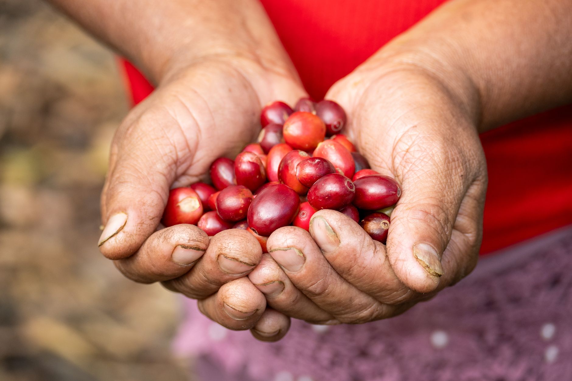Hand-picked at peak ripeness